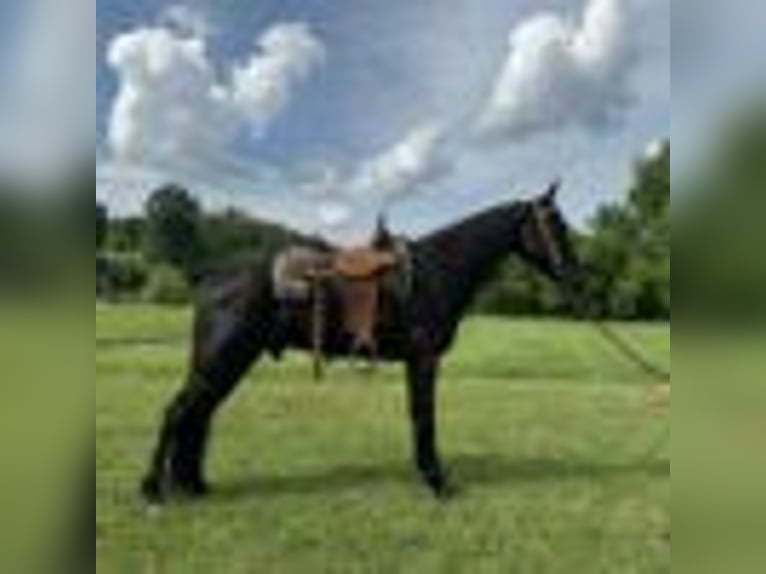 Tennessee Walking Horse Wallach 5 Jahre 157 cm Rappe in Glassy Creek KY
