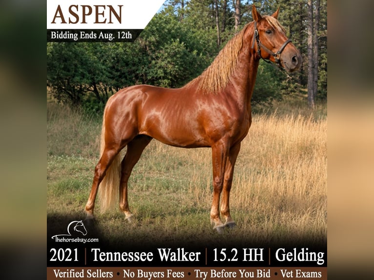 Tennessee Walking Horse Wallach 5 Jahre 157 cm Rotfuchs in Elbert, CO