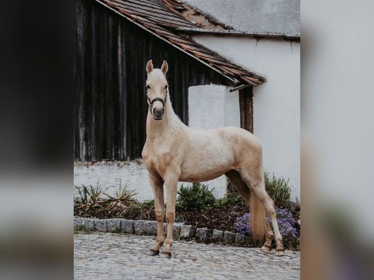 Tennessee Walking Horse Wallach 5 Jahre 160 cm Palomino in Spalt