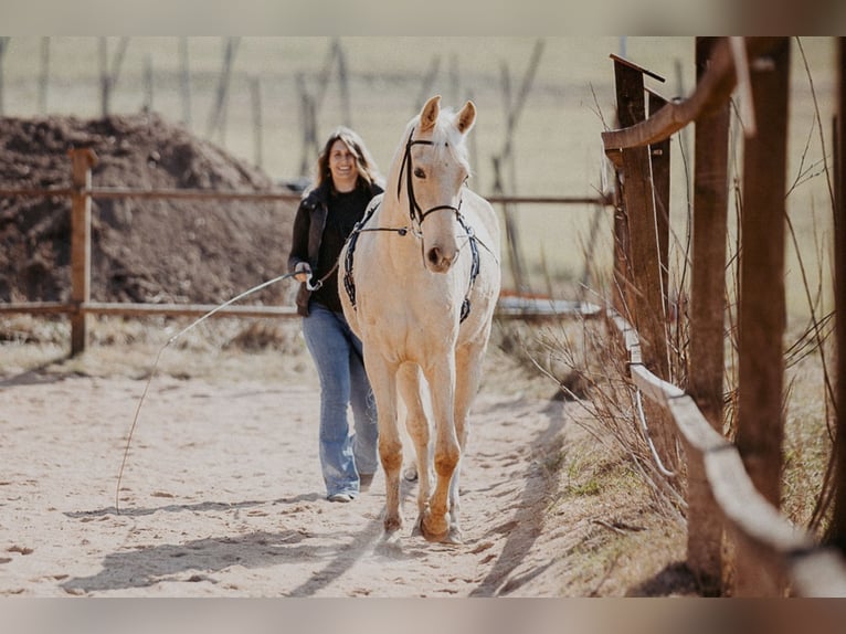 Tennessee Walking Horse Wallach 5 Jahre 160 cm Palomino in Spalt
