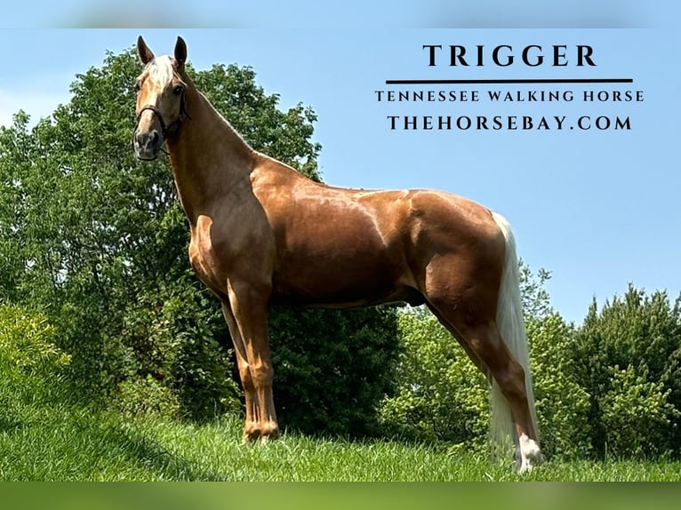 Tennessee Walking Horse Wallach 5 Jahre 160 cm Palomino in Park City, KY