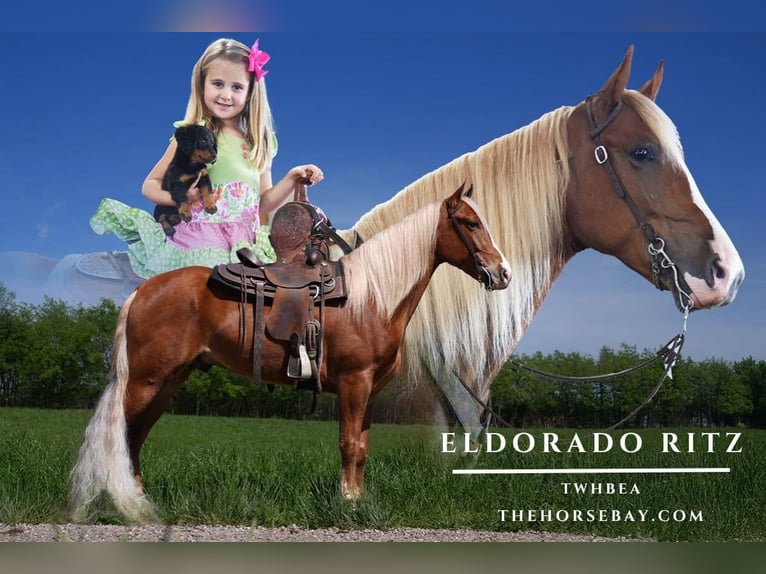 Tennessee Walking Horse Wallach 5 Jahre 160 cm Rotfuchs in Bowling Green, KY