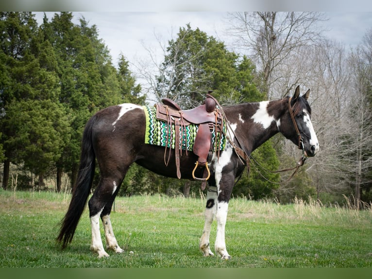 Tennessee Walking Horse Wallach 5 Jahre 163 cm Tobiano-alle-Farben in Greensboro Ky