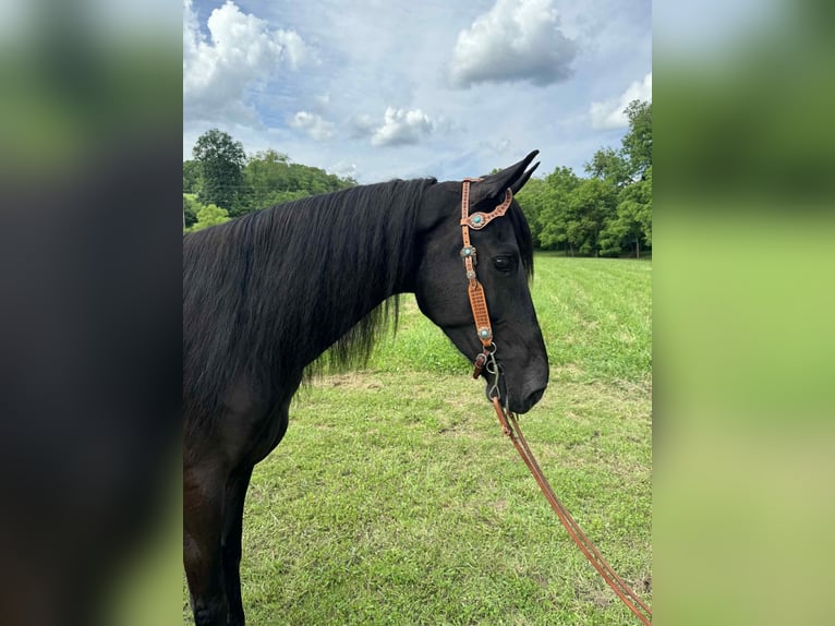 Tennessee Walking Horse Wallach 5 Jahre Rappe in West Liberty