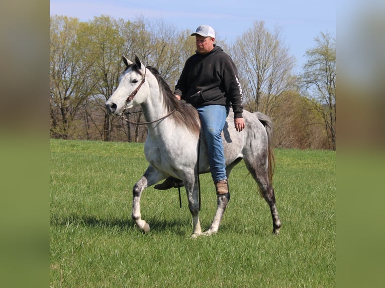 Tennessee Walking Horse Wallach 6 Jahre 142 cm Schimmel in Mount Vernon, KY