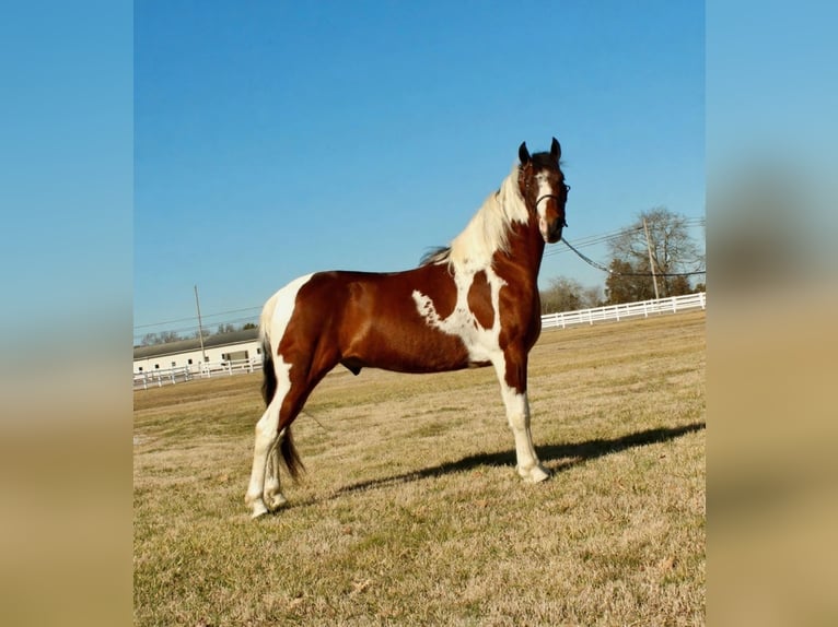 Tennessee Walking Horse Wallach 6 Jahre 147 cm Schecke in Lewisburg