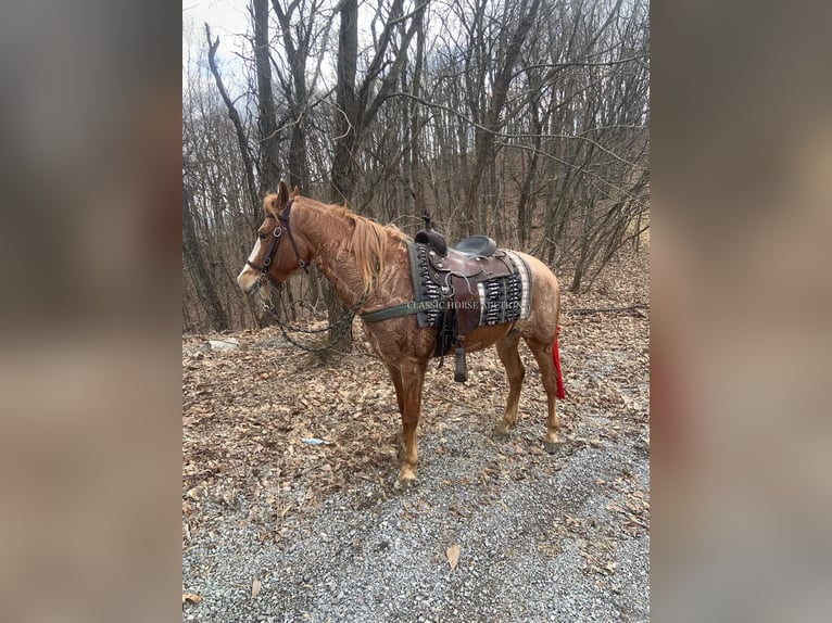 Tennessee Walking Horse Wallach 6 Jahre 152 cm in Hustonville, ky