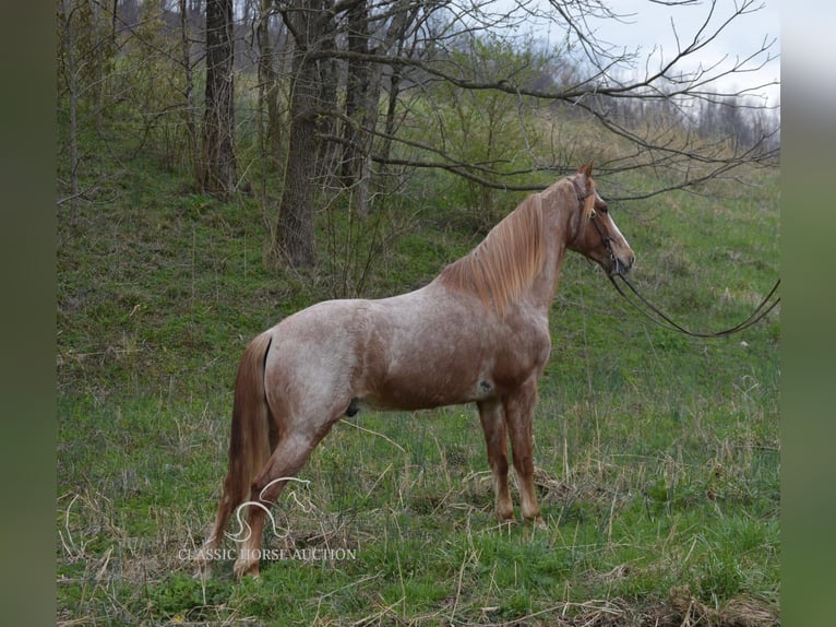 Tennessee Walking Horse Wallach 6 Jahre 152 cm in Hustonville, ky