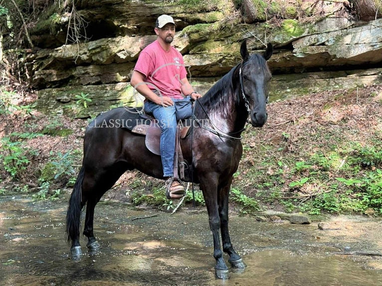 Tennessee Walking Horse Wallach 6 Jahre 152 cm Rappe in Pine Knot, KY