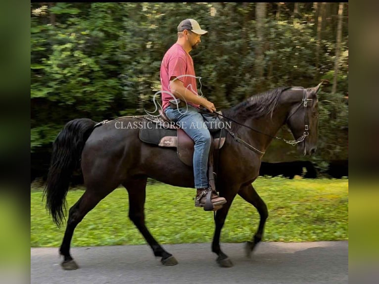 Tennessee Walking Horse Wallach 6 Jahre 152 cm Rappe in Pine Knot, KY