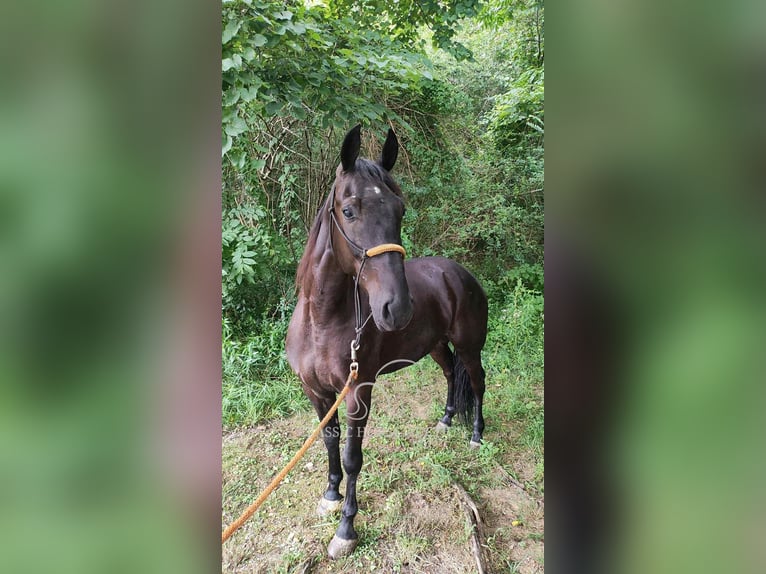 Tennessee Walking Horse Wallach 6 Jahre 152 cm Rappe in Pine Knot, KY