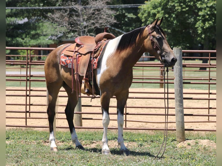 Tennessee Walking Horse Wallach 6 Jahre 152 cm Tobiano-alle-Farben in Sanaroa Ky