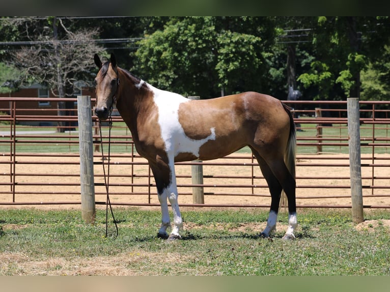 Tennessee Walking Horse Wallach 6 Jahre 152 cm Tobiano-alle-Farben in Sanaroa Ky