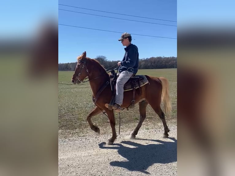 Tennessee Walking Horse Wallach 6 Jahre 152 cm in Dyersburg, TN