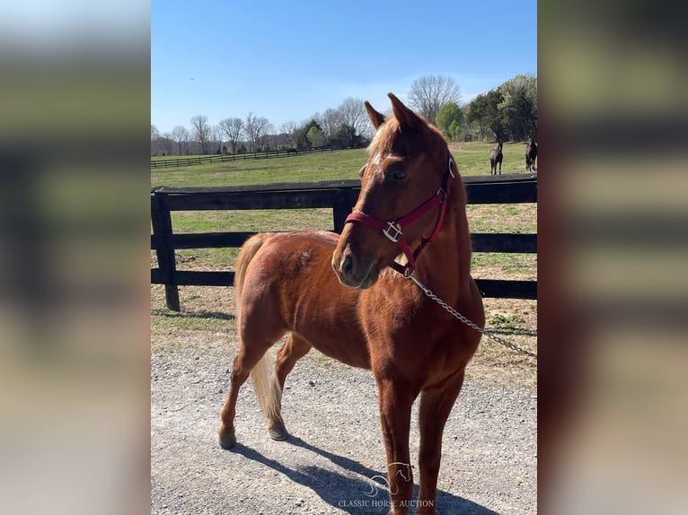 Tennessee Walking Horse Wallach 6 Jahre 152 cm in Dyersburg, TN