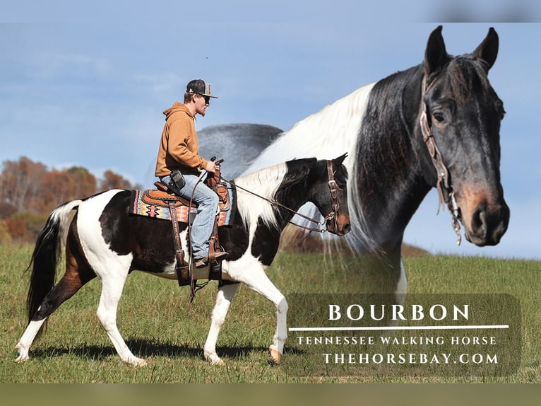 Tennessee Walking Horse Wallach 6 Jahre 155 cm Tobiano-alle-Farben in Parkers Lake, KY