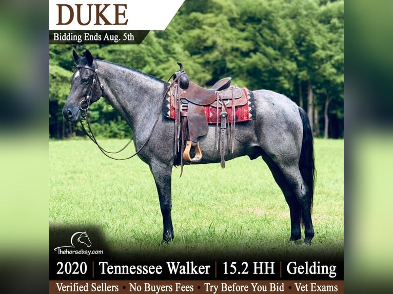 Tennessee Walking Horse Wallach 6 Jahre 157 cm Roan-Blue in Parkers Lake, KY