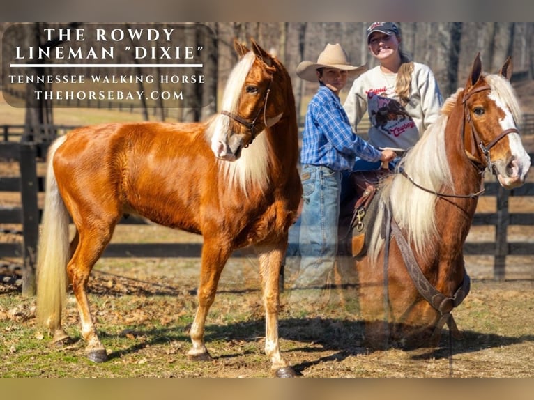 Tennessee Walking Horse Wallach 6 Jahre 160 cm Rotfuchs in Alvaton, KY