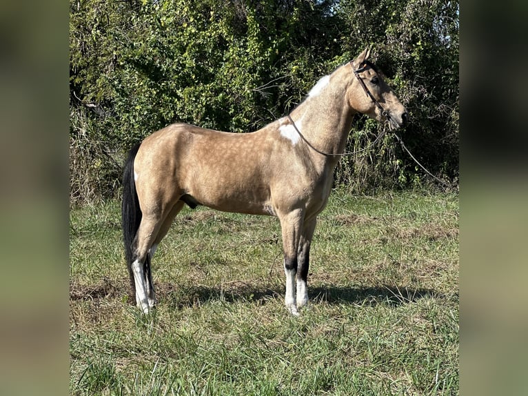 Tennessee Walking Horse Wallach 6 Jahre 160 cm Tobiano-alle-Farben in Paint Lick