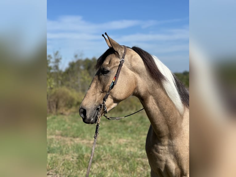 Tennessee Walking Horse Wallach 6 Jahre 160 cm Tobiano-alle-Farben in Paint Lick