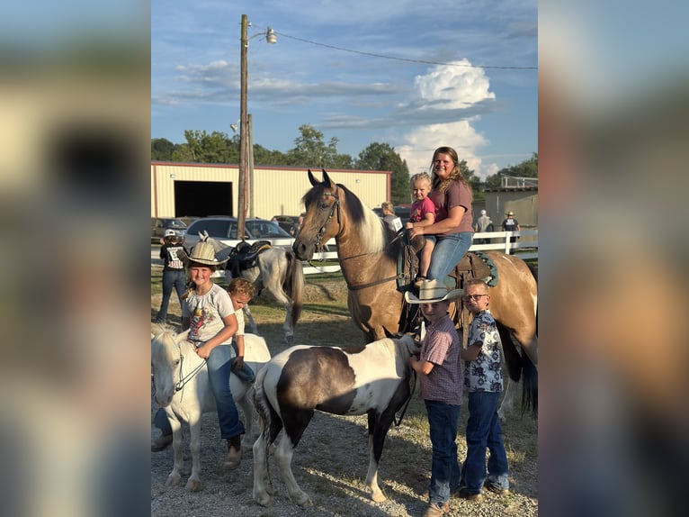 Tennessee Walking Horse Wallach 6 Jahre 160 cm Tobiano-alle-Farben in Paint Lick