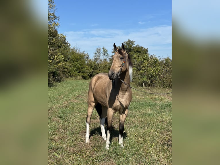 Tennessee Walking Horse Wallach 6 Jahre 160 cm Tobiano-alle-Farben in Paint Lick