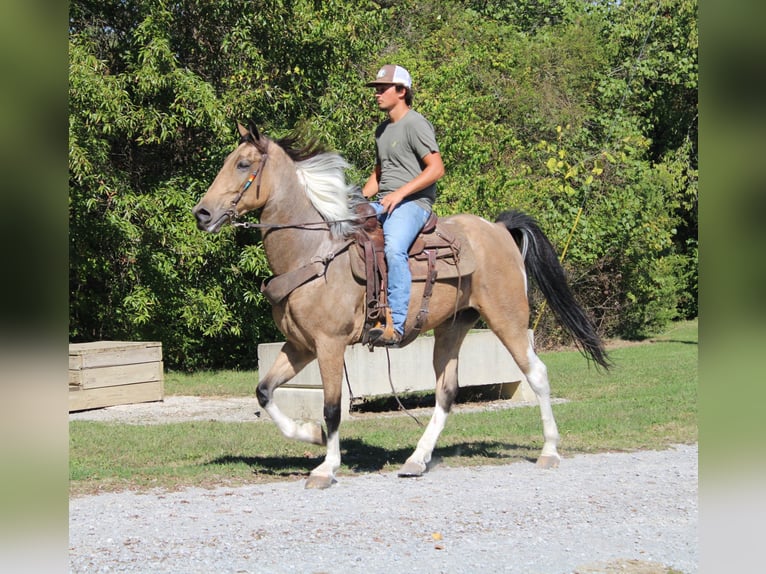 Tennessee Walking Horse Wallach 6 Jahre 160 cm Tobiano-alle-Farben in Paint Lick