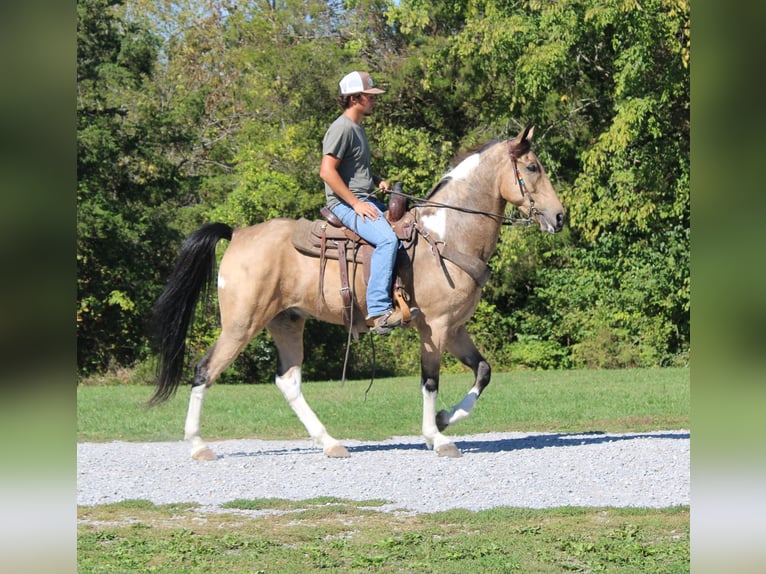 Tennessee Walking Horse Wallach 6 Jahre 160 cm Tobiano-alle-Farben in Paint Lick