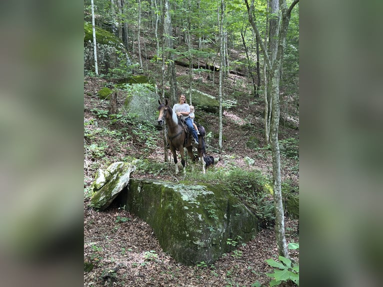 Tennessee Walking Horse Wallach 6 Jahre 160 cm Tobiano-alle-Farben in Paint Lick