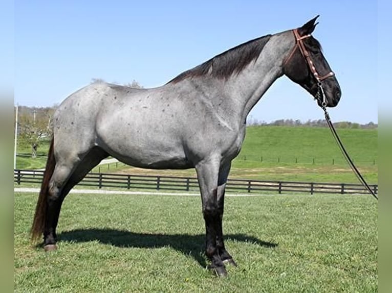 Tennessee Walking Horse Wallach 6 Jahre 163 cm Roan-Blue in Clarksville