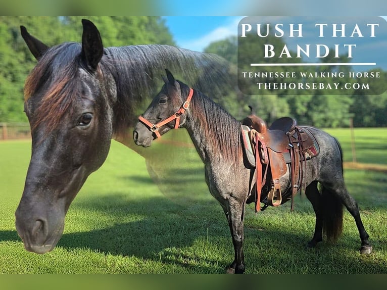 Tennessee Walking Horse Wallach 7 Jahre 145 cm Roan-Blue in Kelly, LA