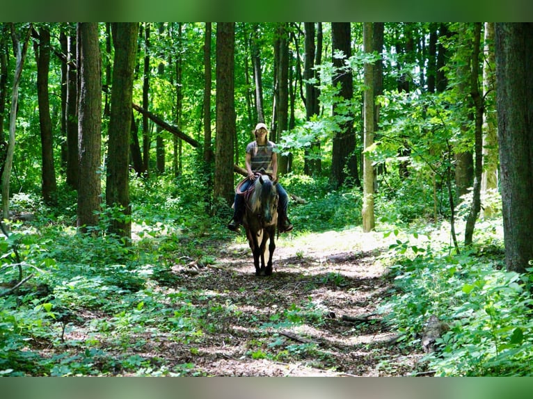 Tennessee Walking Horse Wallach 7 Jahre 147 cm Rotbrauner in Highland MI
