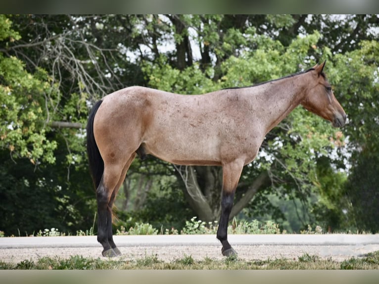 Tennessee Walking Horse Wallach 7 Jahre 150 cm Roan-Bay in Lisbon IA