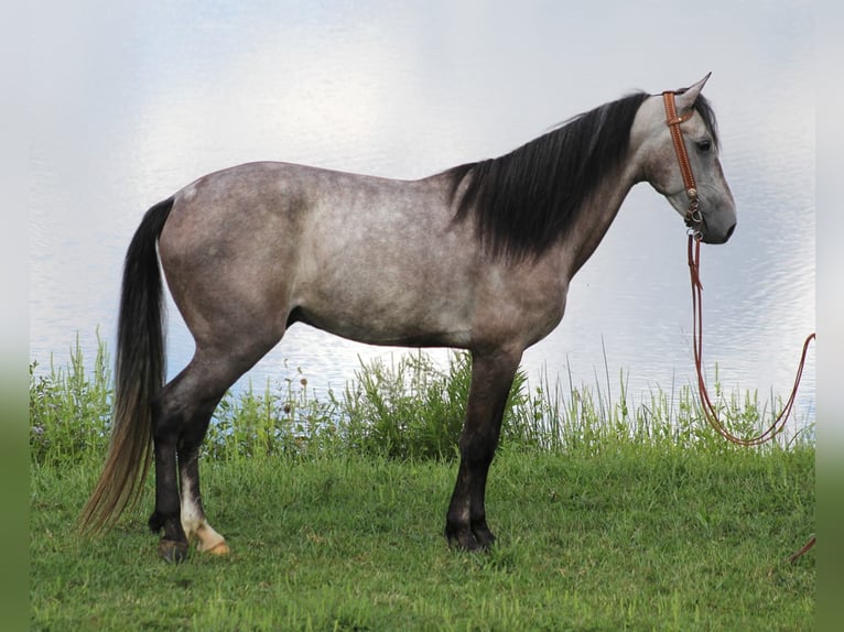 Tennessee Walking Horse Wallach 7 Jahre 152 cm Apfelschimmel in Whitley City KY