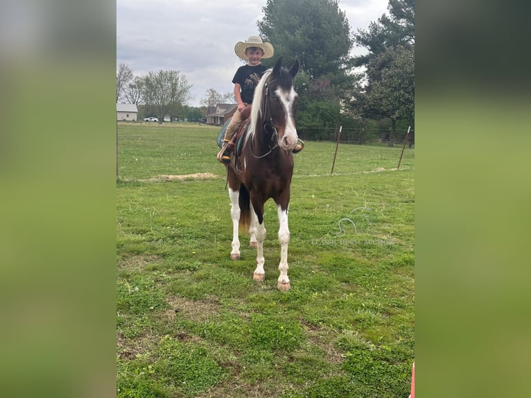 Tennessee Walking Horse Wallach 7 Jahre 152 cm in Woodbury, TN