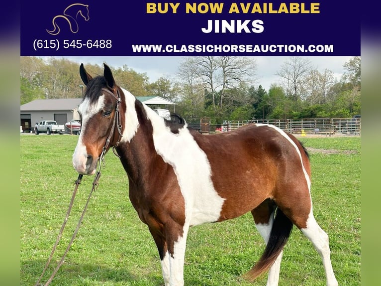Tennessee Walking Horse Wallach 7 Jahre 152 cm in Woodbury, TN