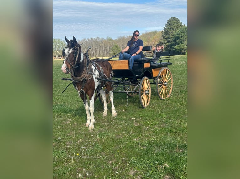 Tennessee Walking Horse Wallach 7 Jahre 152 cm in Woodbury, TN