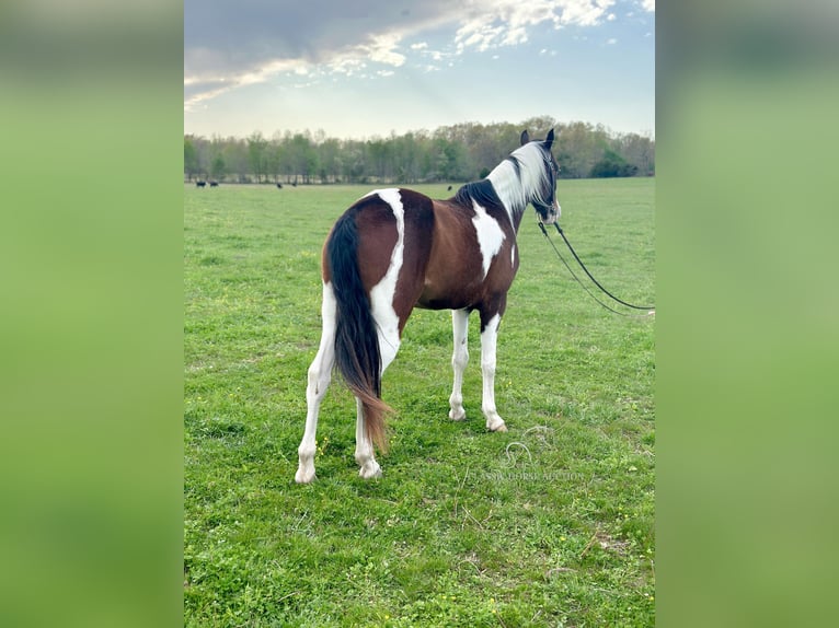 Tennessee Walking Horse Wallach 7 Jahre 152 cm in Woodbury, TN