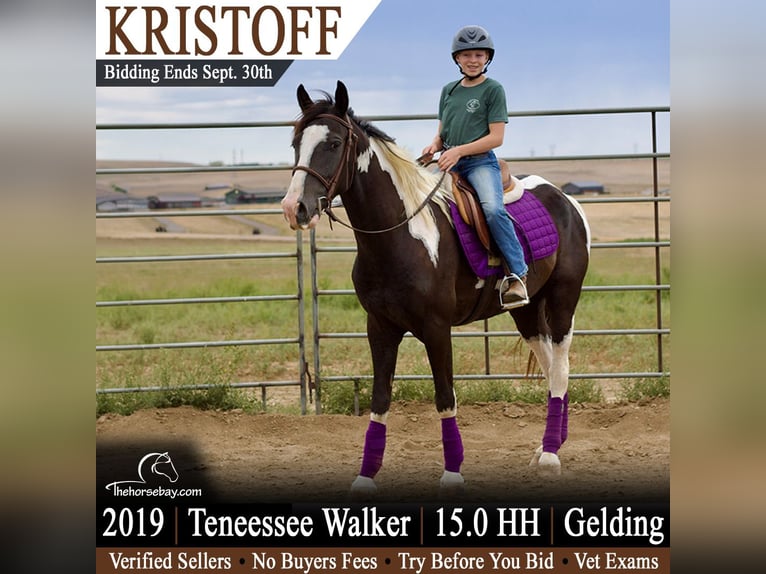 Tennessee Walking Horse Wallach 7 Jahre 152 cm Rappe in Fort Collins, CO