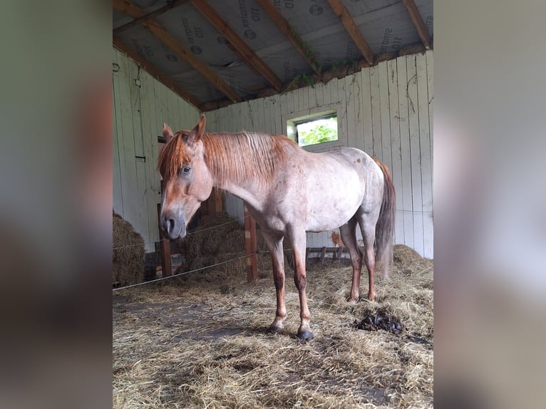 Tennessee Walking Horse Wallach 7 Jahre 153 cm Rotschimmel in Pławin