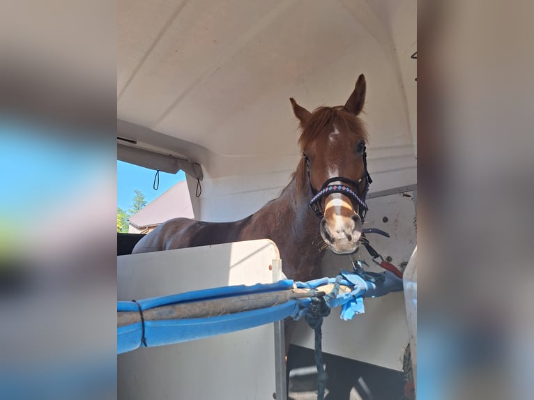 Tennessee Walking Horse Wallach 7 Jahre 153 cm Rotschimmel in Pławin