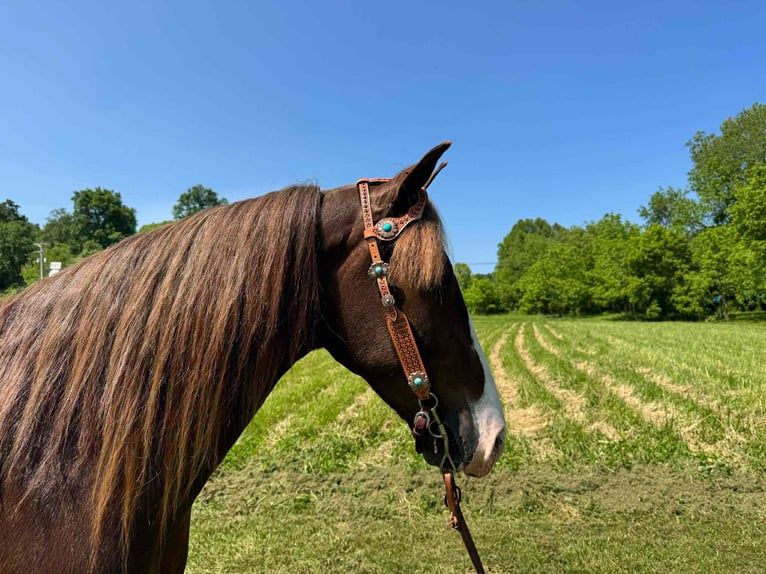 Tennessee Walking Horse Wallach 7 Jahre 155 cm Dunkelfuchs in Moscow, OH