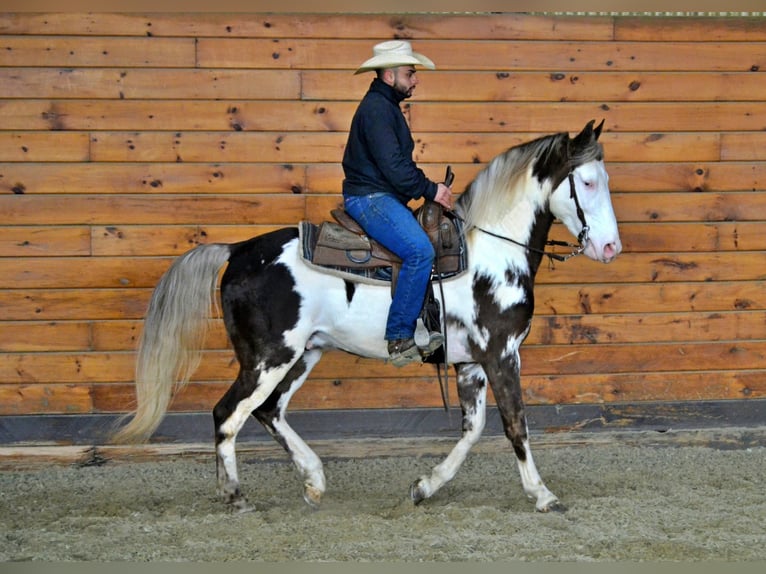 Tennessee Walking Horse Wallach 7 Jahre 155 cm Overo-alle-Farben in Bellingham, MA