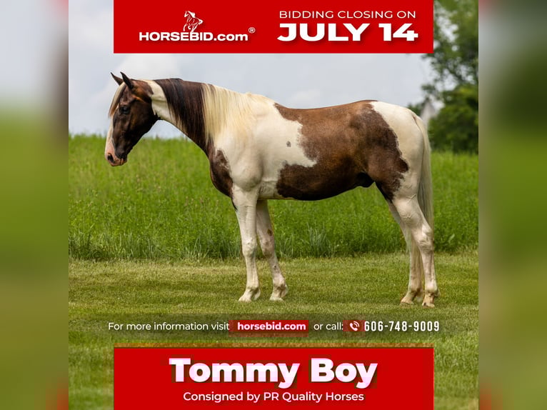 Tennessee Walking Horse Wallach 7 Jahre 155 cm Schecke in Ewing