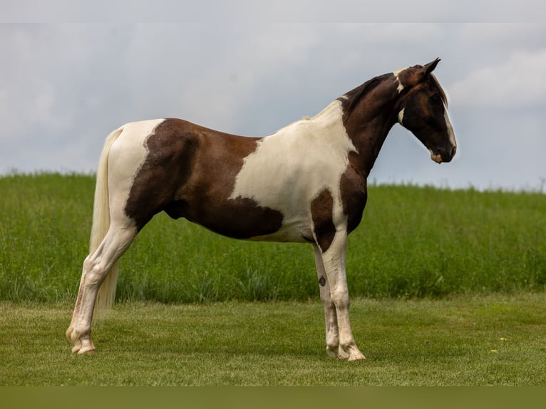 Tennessee Walking Horse Wallach 7 Jahre 155 cm Schecke in Ewing