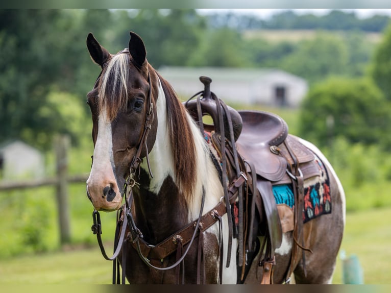 Tennessee Walking Horse Wallach 7 Jahre 155 cm Schecke in Ewing