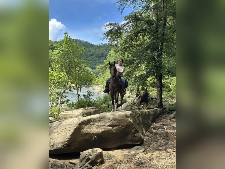 Tennessee Walking Horse Wallach 7 Jahre 160 cm Tobiano-alle-Farben in Paint Lick
