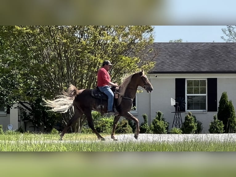 Tennessee Walking Horse Wallach 7 Jahre 163 cm Dunkelfuchs in Lewisburg, TN