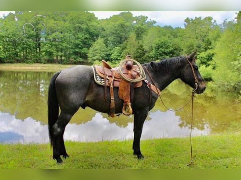 Tennessee Walking Horse Wallach 7 Jahre 163 cm Roan-Bay in Willow Springs, MO