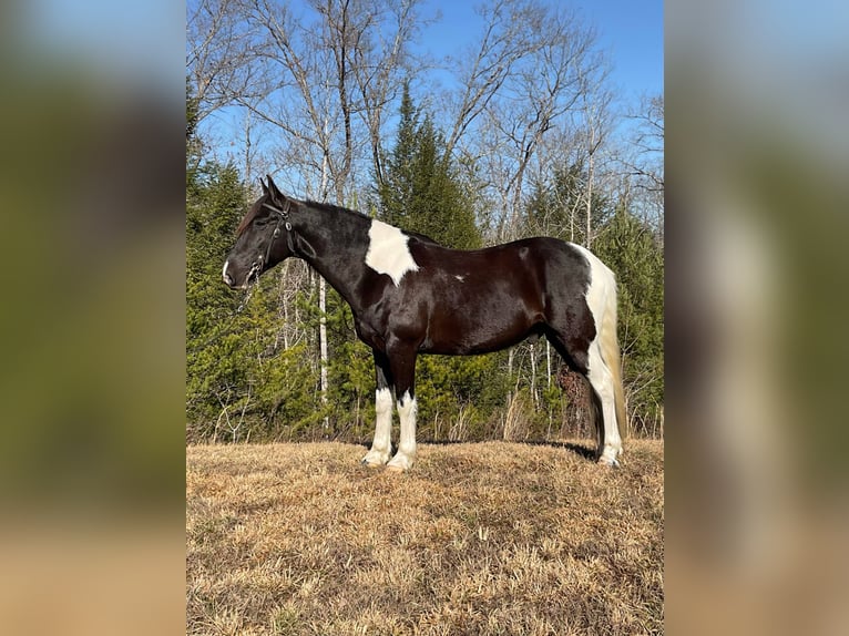 Tennessee Walking Horse Wallach 7 Jahre Tobiano-alle-Farben in Whitley City KY